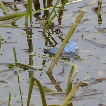 Daire Zur Amsel Damnatz