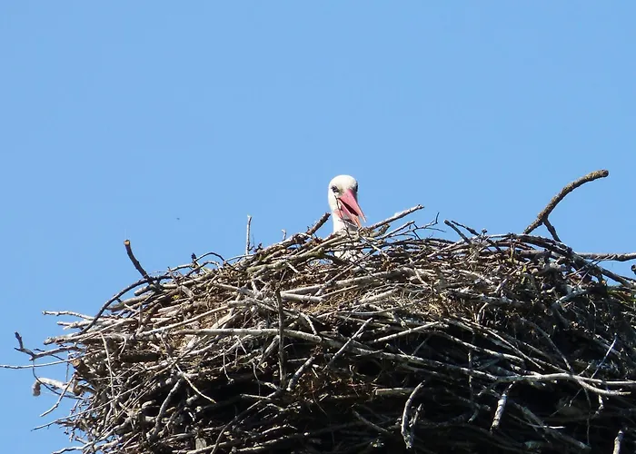 Zur Amsel Apartament *